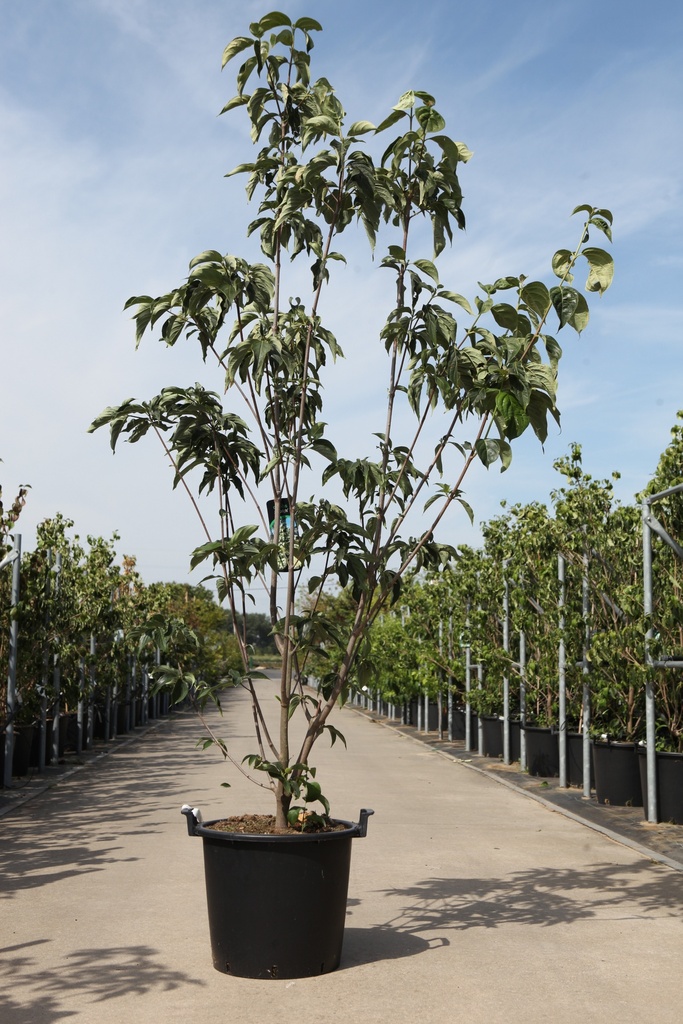 [P] Cornus (x) STARLIGHT cont. 30L 175-200 cm