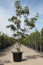 Cornus (x) STARLIGHT cont. 30L 175-200 cm