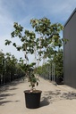 Cornus (x) 'Hyperion' Kont. 30L 175-200 cm