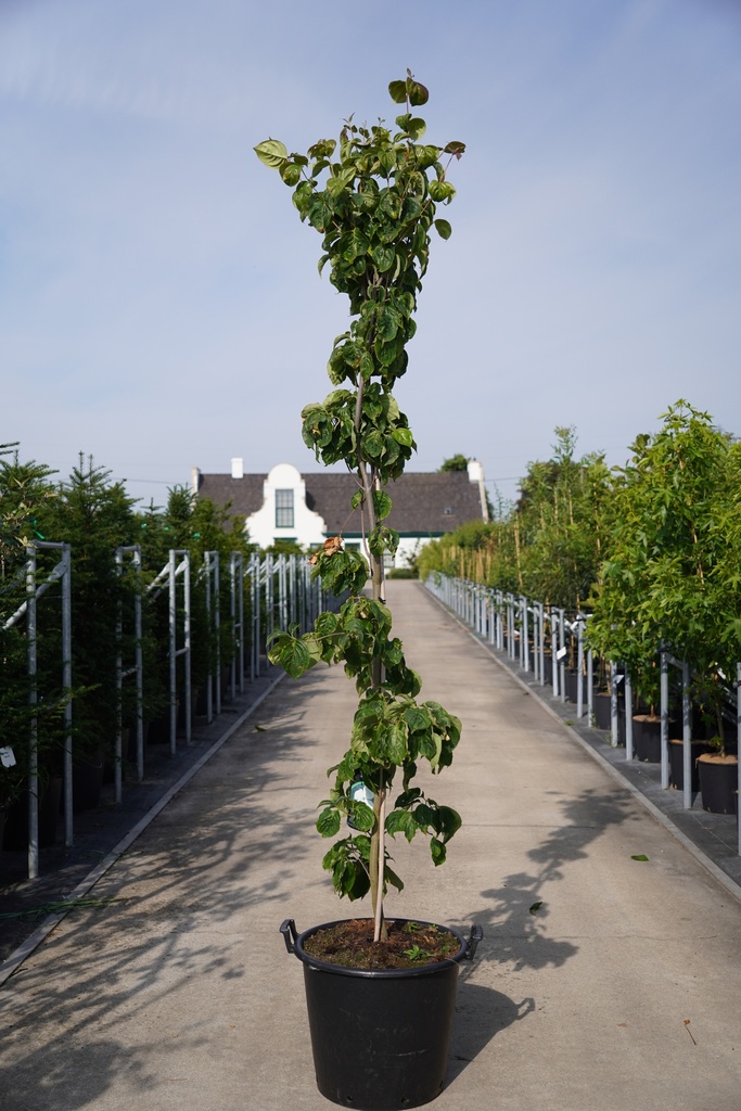 [P] Cornus (x) 'Hyperion' cont. 50L 200/+ cm