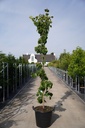 Cornus (x) 'Hyperion' cont. 50L 200/+ cm