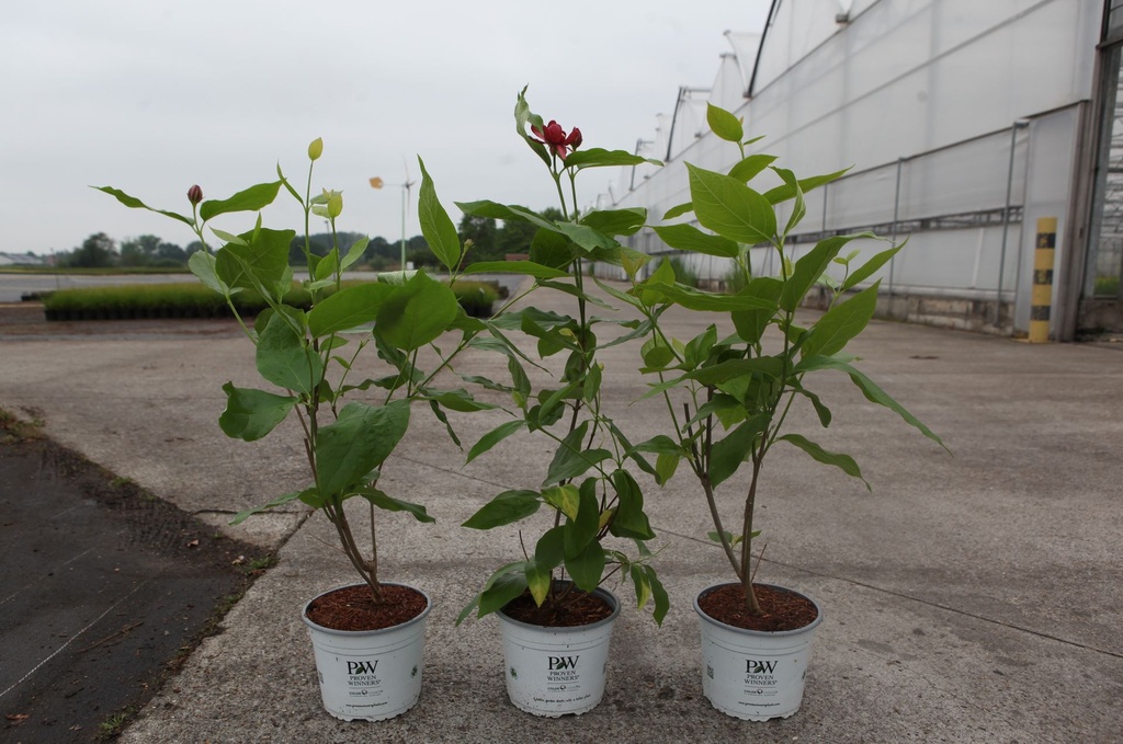 [P] Calycanthus Proven Winners® 'Aphrodite' cont. 4L déco 40-50 cm +p