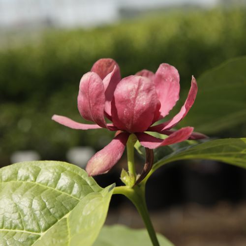 [P] Calycanthus Proven Winners® 'Aphrodite' cont. 4L deco 40-50 cm +p