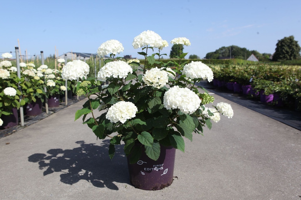 Hydrangea arborescens First Editions® FLOWERWOW® (PBR) cont. 15L Endl. Summer® +p