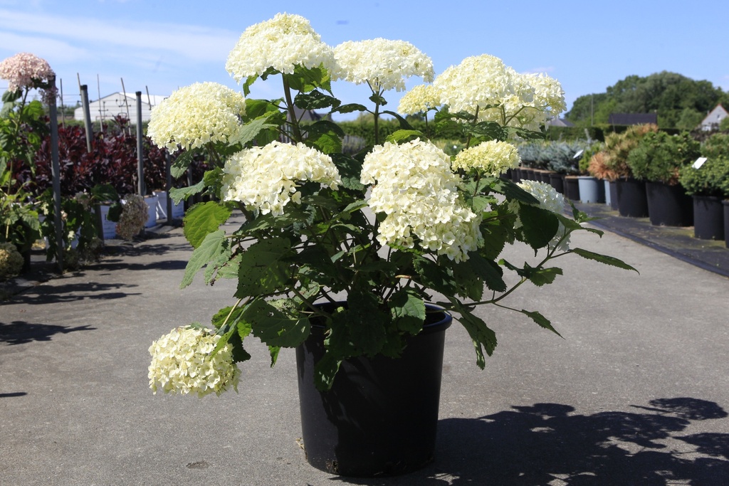 Hydrangea arborescens First Editions® FLOWERWOW® (PBR) cont. 15L Endl. Summer® +p