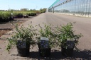 Ceanothus thyrsiflorus repens cont. 3L 20-30 cm +f