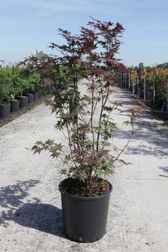 [P] Acer palmatum 'Atropurpureum' cont. 18L 100-125 cm +B