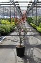 Acer palmatum 'Atropurpureum' cont. 18L 100-125 cm +p