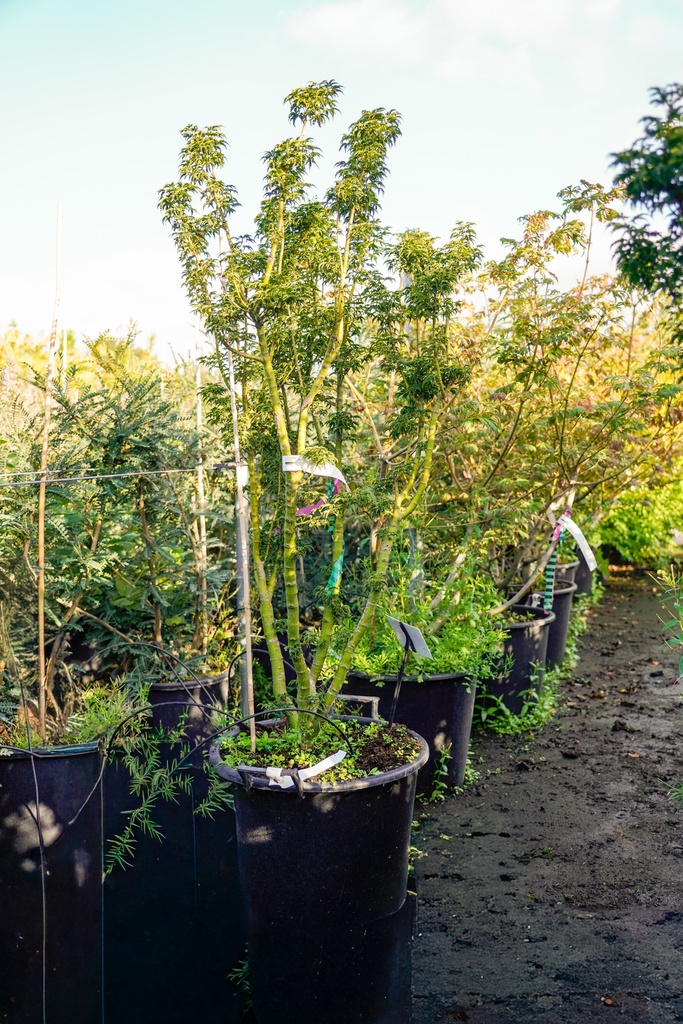 [P] Acer palmatum 'Shishigashira' cont. 35L 100-125 cm