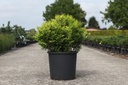 Chamaecyparis obtusa LUCAS® cont. 15L 40-50 cm +ф