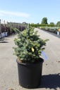 Picea sitchensis 'Midget' cont. 12L 30-40 cm