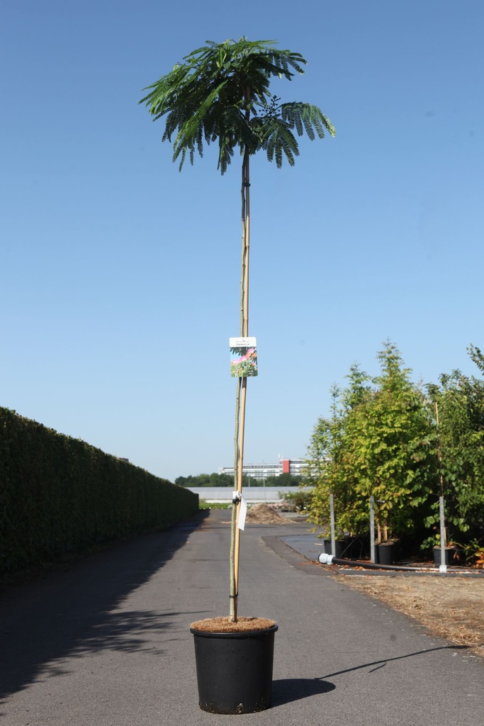 [P] Albizia julibrissin OMBRELLA cont. 15L 160 cm standard
