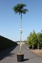 Albizia julibrissin OMBRELLA cont. 15L 160 cm Stamm