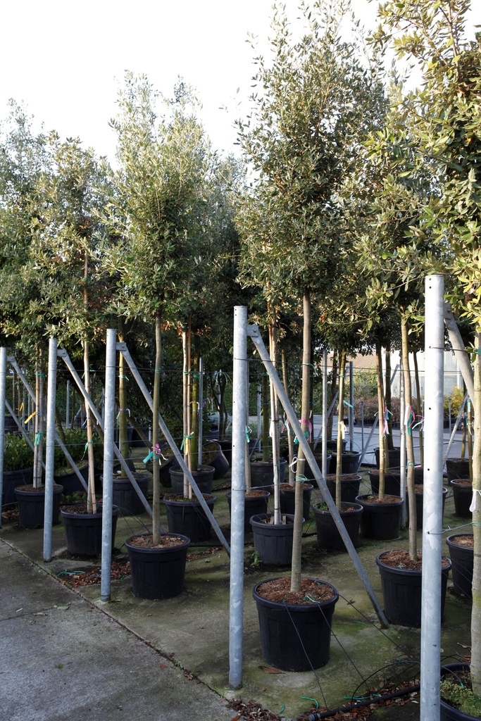 [P] Quercus ilex cont. 70L half standard 14-16