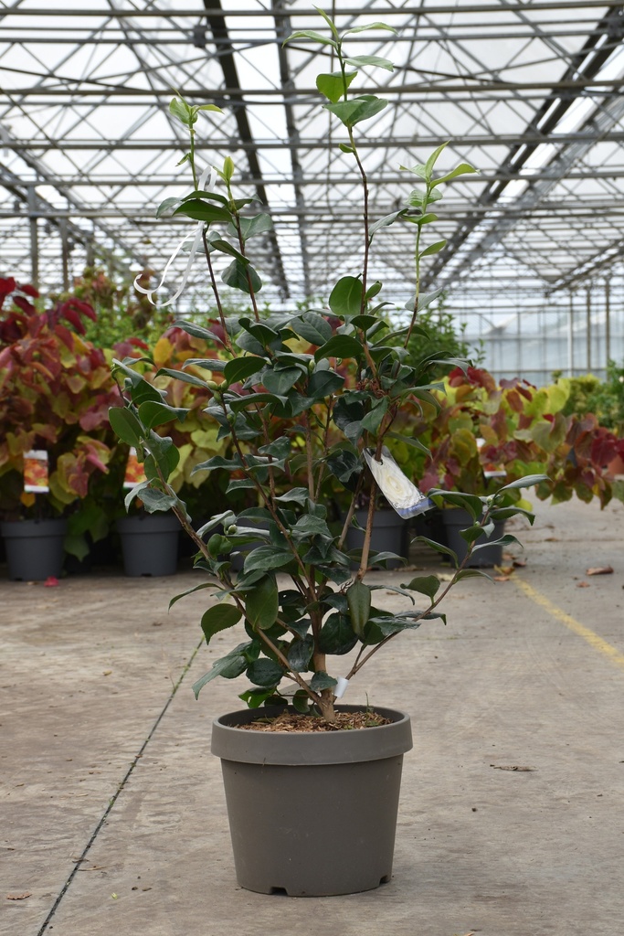[P] Camellia japonica cont. 10L 50-60 cm (wit) +f