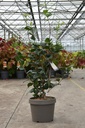 Camellia japonica kont. 10L 50-60 cm (bílá) +f