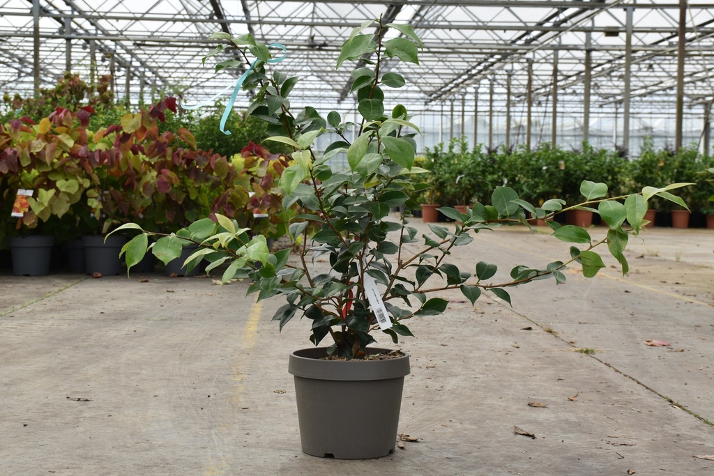 [P] Camellia japonica cont. 10L 50-60 cm (roze) +f