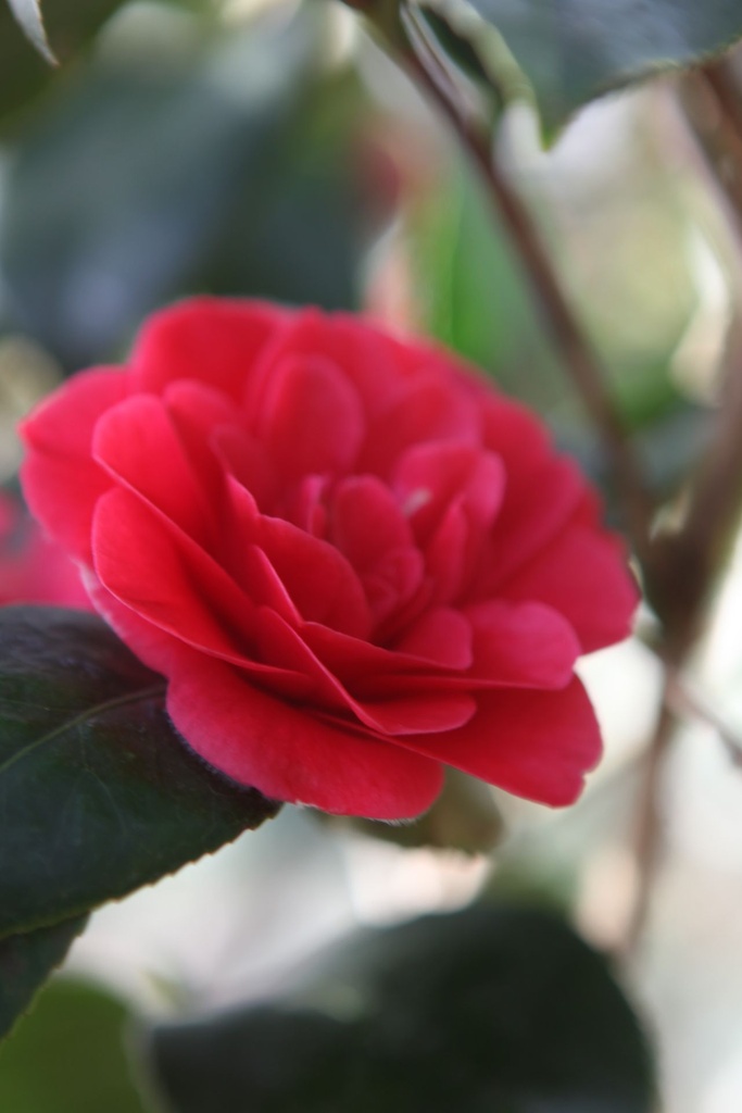 [P] Camellia japonica cont. 10L 50-60 cm (rood) +f