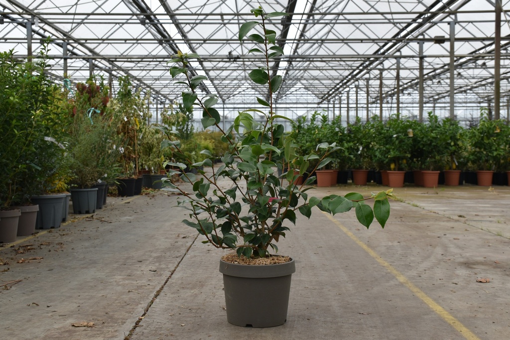 [P] Camellia japonica cont. 10L 50-60 cm (rood) +f