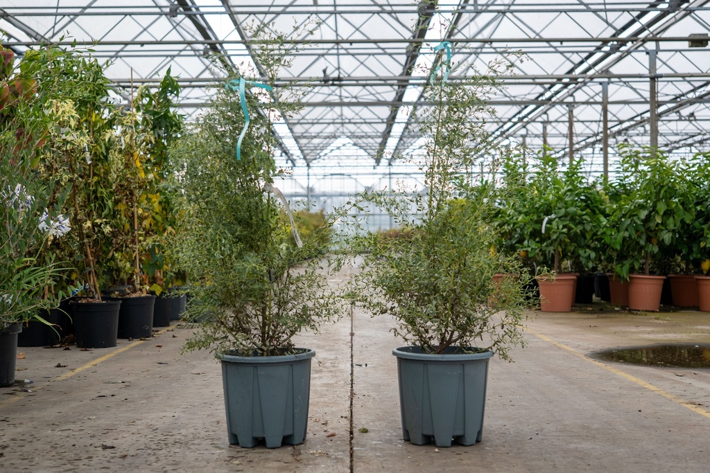 [P] Eucalyptus gunnii FRANCE BLEU (PBR) cont. 10L 80-100 cm