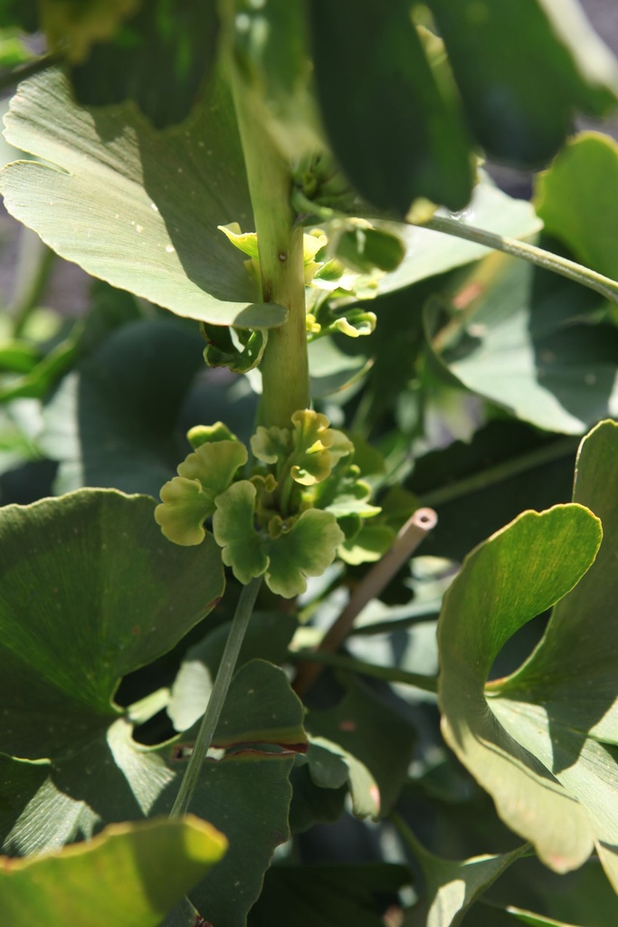 Ginkgo biloba 'Mariken' cont. 25L hoogstam 8-10