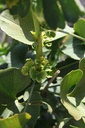 Ginkgo biloba 'Mariken' cont. 25L hoogstam 8-10