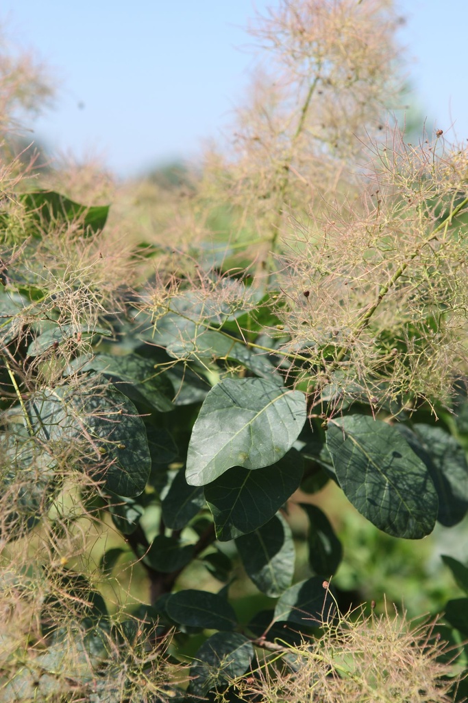 [P] Cotinus coggygria GOLDEN LADY (PBR) cont. 3,6L 40/+ cm +B