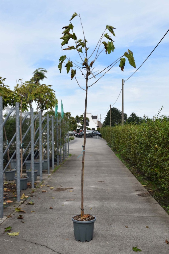 [P] Morus alba 'Fruitless' Kont. 18L Hochstamm 6-8