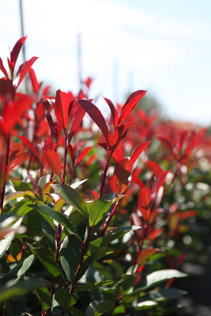 Photinia fraseri 'Carré Rouge' cont. 30L 125-150 cm