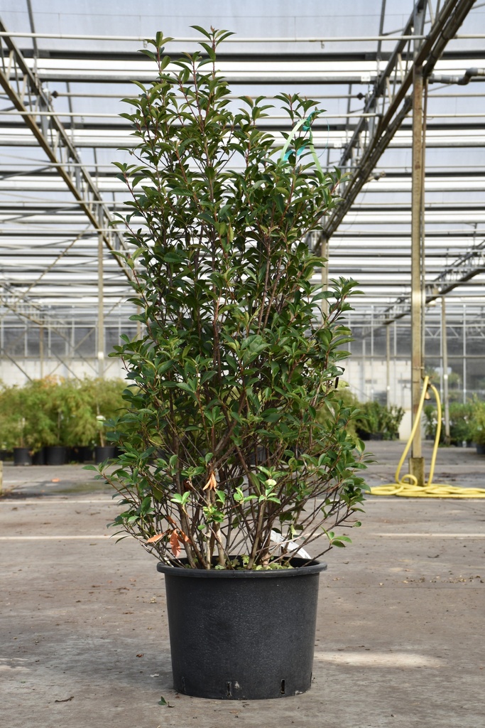 [P] Photinia fraseri 'Carré Rouge' cont. 30L 125-150 cm