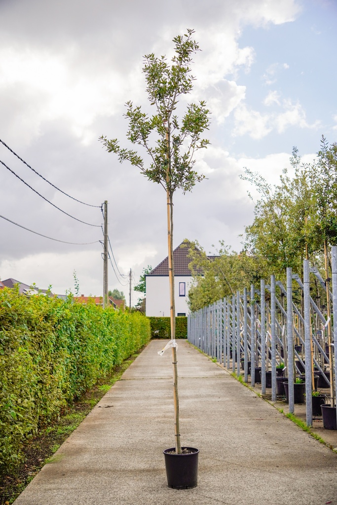 [P] Quercus ilex cont. 15L hoogstam 4-6