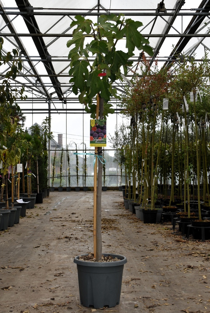 [P] Ficus carica 'Noire de Caromb' cont. 12L halfstam +f