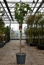 Ficus carica 'Noire de Caromb' vaso 12L mezzo fusto +f