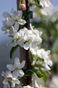 Malus 'Sugar Tyme' cont. 30L 125-150 cm +f