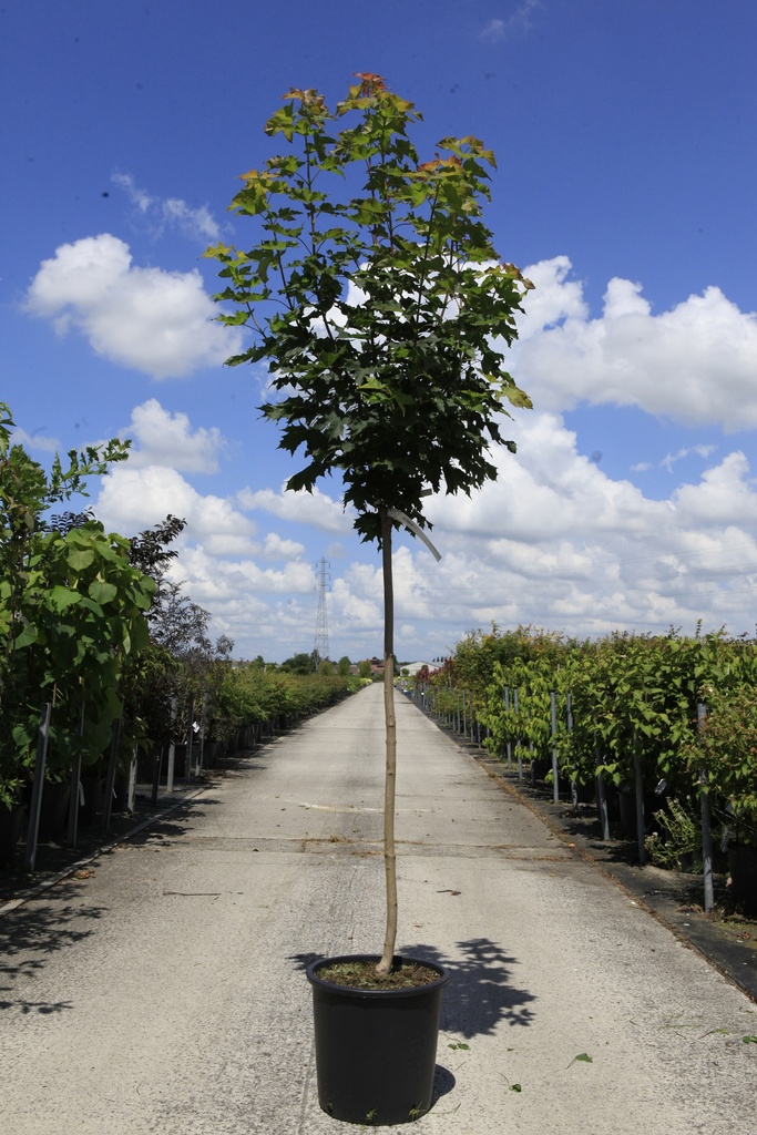 [P] Acer platanoides 'Globosum' cont. 25L halfstam