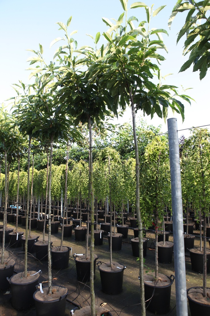 [P] Castanea sativa 'Lyon' cont. 35L hoogstam 8-10
