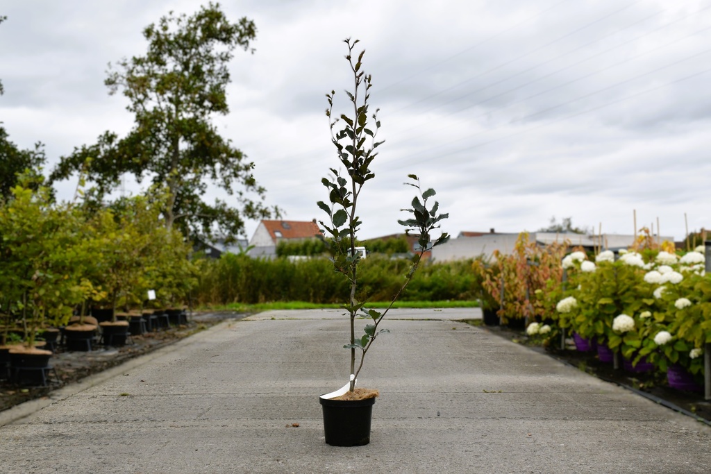 [P] Fagus sylvatica 'Dawyck Purple' cont. 4L 60-80 cm +ф
