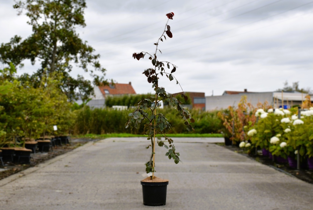 [P] Fagus sylvatica 'Purple Fountain' cont. 4L 60-80 cm +f