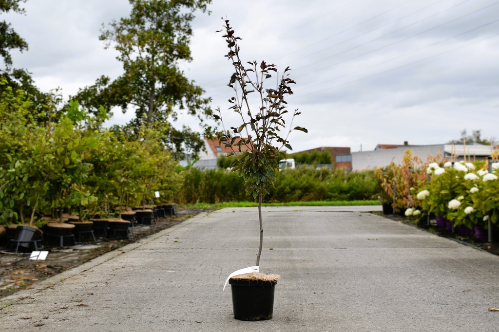 [P] Fagus sylvatica 'Rohanii' cont. 4L 60-80 cm +f