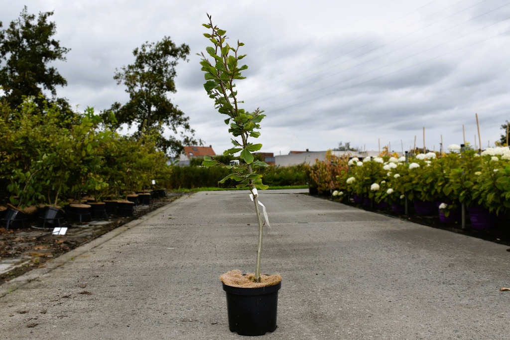 [P] Fagus sylvatica 'Zlatia' cont. 4L 60-80 cm +f