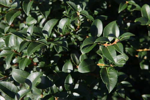 [P] Osmanthus burkwoodii cont. 20L 30-40 cm Kugel