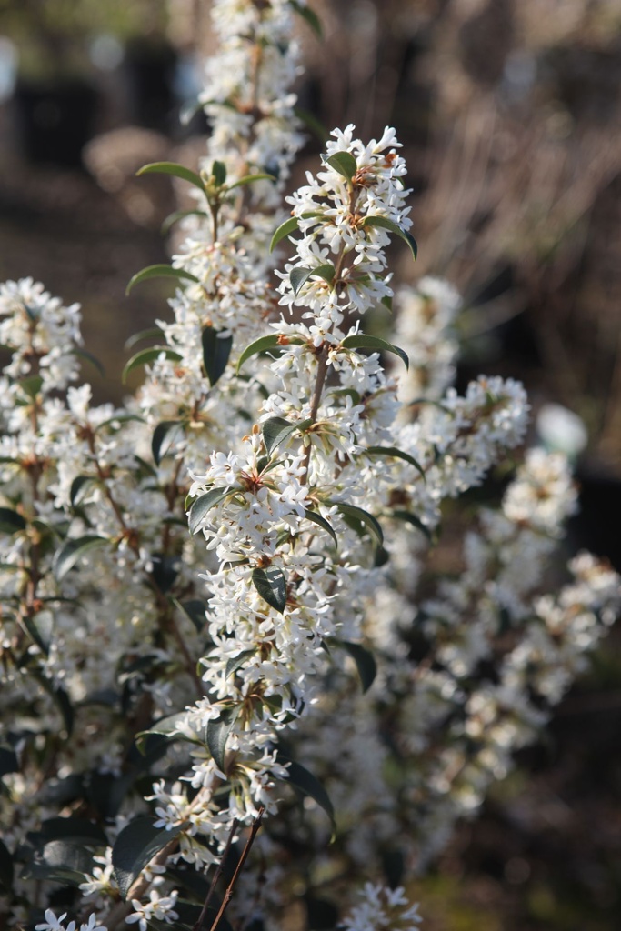 [P] Osmanthus burkwoodii cont. 20L 30-40 cm boule