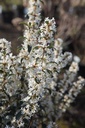Osmanthus burkwoodii cont. 20L 30-40 cm bol