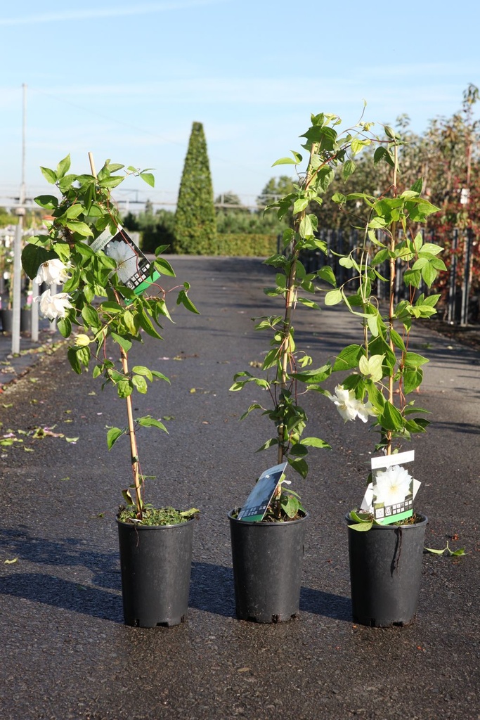 Clematis 'Duchess of Edinburgh' cont. 3L high 80-100 cm +ф