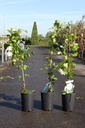 Clematis 'Duchess of Edinburgh' cont. 3L high 80-100 cm +ф