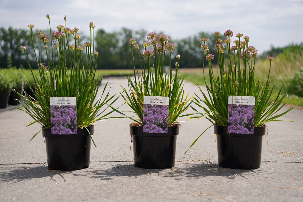 [P] Allium senescens 'Millenium' cont. 3,6L +f