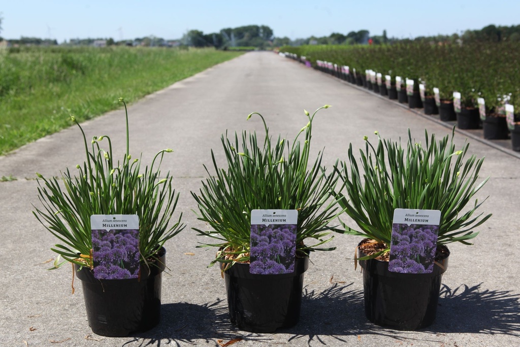 Allium senescens 'Millenium' cont. 3,6L +p