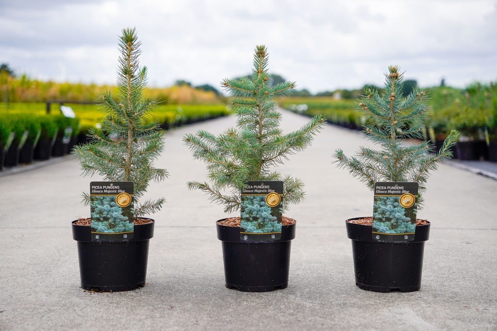 [P] Picea pungens 'Glauca Majestic Blue' cont. 3L 15/+ cm +ф