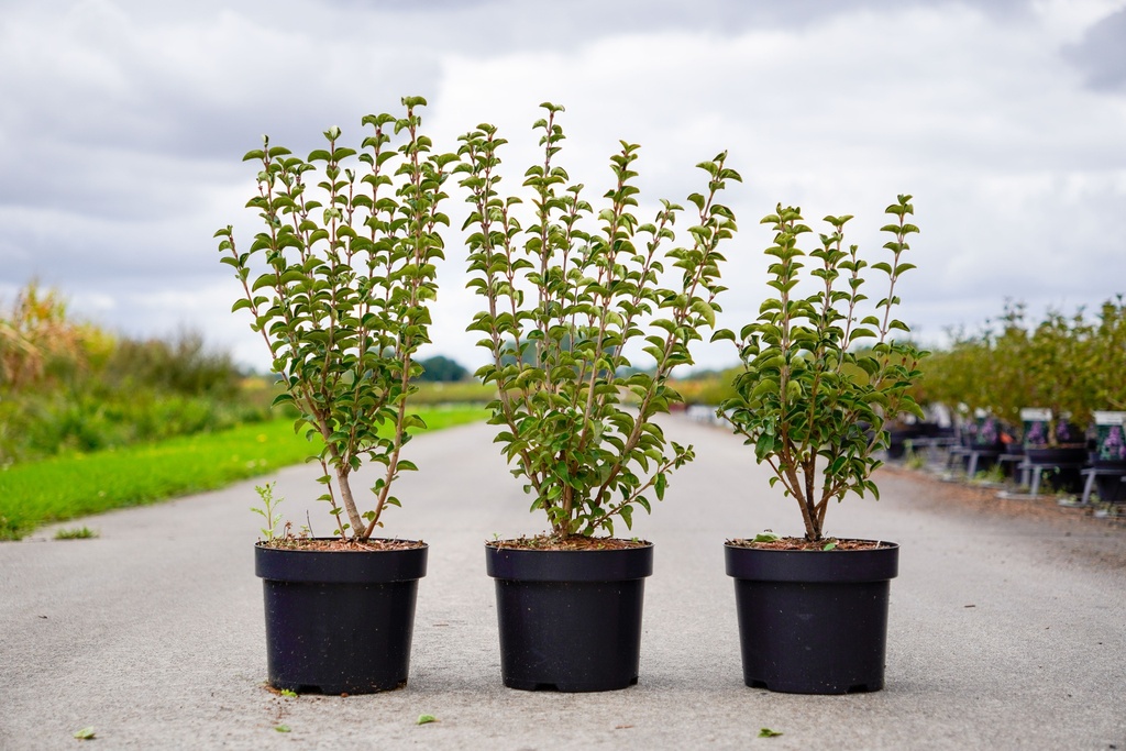 [P] Syringa meyeri LITTLE ROSIE (PBR) Kont. 3,6L 30-40 cm +B