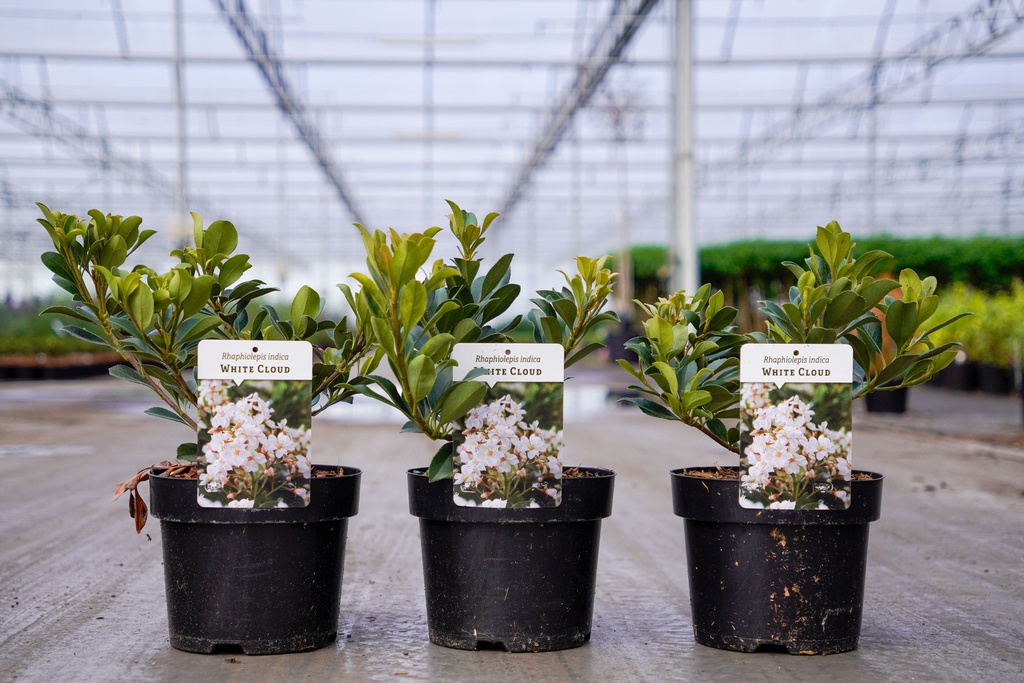 [P] Rhaphiolepis indica 'White Cloud' (PBR) cont. 3L 20-30 cm +ф